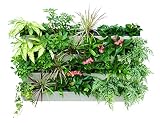 BloomWall Vertical Wall Garden Planter by SavvyGrow - Plant Rack Self Watering System includes 4 Pots and Hanging Bracket - Perfect Herb Growing Kit for Indoor & Outdoor Planting and Decor (1, Lime)