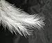 100pcs White Feathers Fluffy Turkey Marabou Feathers 4-6 Inches for Crafts Dream Catcher Fringe Trim Colored Feathers Fly Tying Material