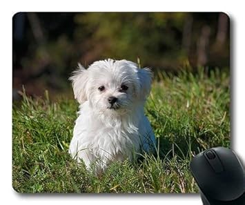maltese golden retriever