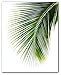 Monstera, Banana, Palm Leaf Prints, Set Of 3, Tropical Leaves, 8 x 10 Inches, Unframed