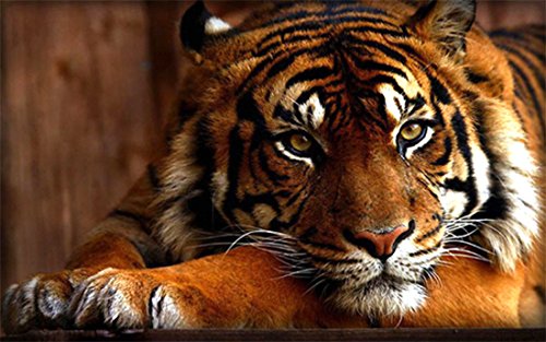 21secret 5D Diamond Diy Painting Full Drill Handmade The king of Beasts Tummy Resting Tiger Cross Stitch Home Decor Embroidery Kit
