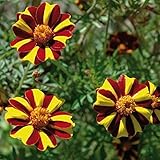 David's Garden Seeds Flower Marigold French Court