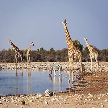 Amazon.com : Yeele 4x4ft Giraffes Zebra Backdrop Africa