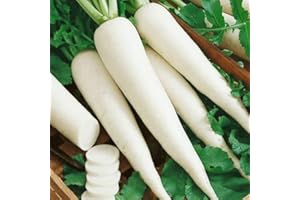 White Icicle Radish 500 Seeds - Heirloom & Non-GMO Canada Vegetable Seeds for Home Garden Planting Outside containers