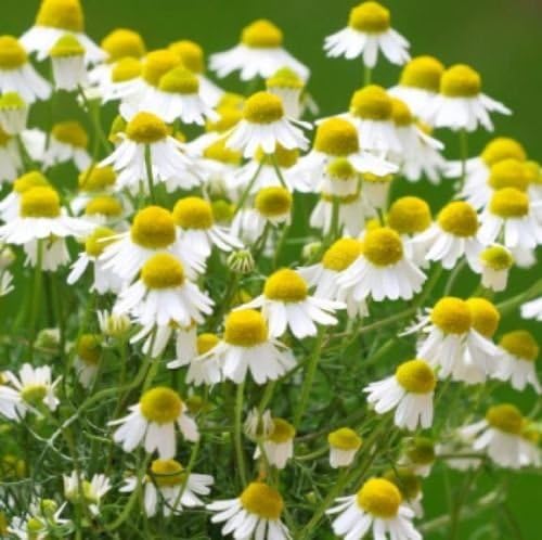 German Chamomile 400 Seeds This is Herb is Great for Tea