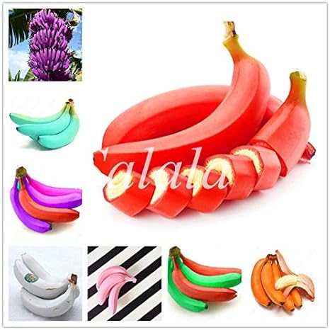 Amazon Co Jp ホームガーデンのための100個ミックスカラーバナナ盆栽オーガニック果樹プランタ健康と栄養価の高い果物ドワーフバナナプラント 混合 ホーム キッチン