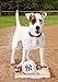 MLB NEW YORK YANKEES Baseball Rope Toy for DOGS & CATS. Tough nylon, Sporty Baseball Design, Heavy-duty ropes with Inner SQUEAKER
