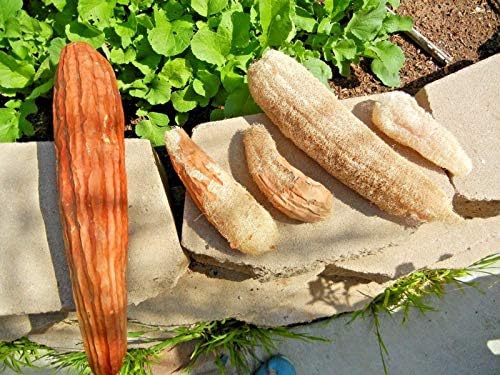 25+LUFFA Sponge Gourd Seeds Loofah Loofa Loufa Luffah Garden/Large Container