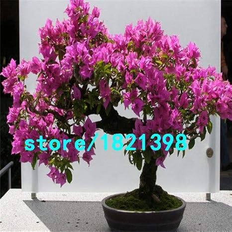 Amazon 1 熱い販売9種類の色ブーゲンビリアspectabilisは多年生の盆栽植物の花ブーゲンビリアの種100個を選択することができます 花