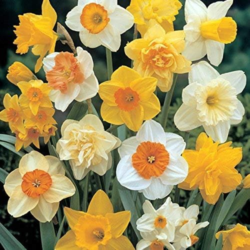 4 Fragrant Mixed Daffodil Bulbs,Very Beautiful Bulbs Quality Assurance