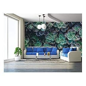 Closeup of Succulents - Removable Wall Mural | Self-Adhesive Large Wallpaper - 66x96 inches