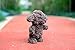 Alagoo Cute Mimicry Pet Talking Teddy Bear Repeats What You Say Plush Animal Toy with Singing, Walking, Barking, Recording Function Electronic Teddy Toy Gift for Kids, Adult