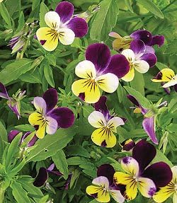 PREMIER SEEDS DIRECT Viola - Helens Mount - Johnny Jump UP - 800 Seeds, Purple,White,Yellow