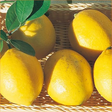 Amazon 檸檬 レモン の苗木 とげなしレモン 果物