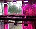 ACKE LED Grow Lights Fixtures Plant Lights 24W for Plants' Seedlings Hydroponics Green House Aeroponics Herbs Veg. Flower (SMD with switch)