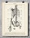 Medical Book Skeleton Torso - 11x14 Unframed Art Print - Great Gift For Nurse, Doctor and Medical Student and Home and Office Decor Under $15