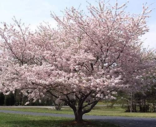 5 Fresh Seeds Yoshino Cherry Tree Flowering Japanse Pink Fragrant - TSR3010