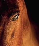 Image de Equine Beauty