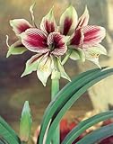 Amaryllis Papillio Butterfly - 24/26cm Bulb (True Papillio)