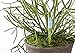 IPPINKA Sustee Aquameter, Plant Moisture Sensor Set of 2 (Green, Medium)