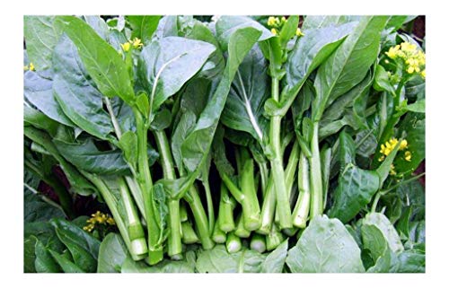 Yu Choy Yu Choy Sum 15g 6000 Seeds Chinese Vegetable Organic Seeds for Planting 原装彩包四九菜心菜薹油菜白菜薹油菜心种子