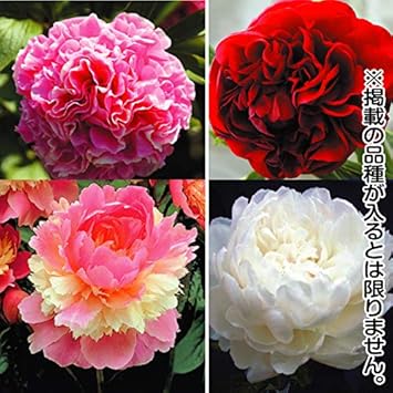 すべての美しい花の画像 新着芍薬 品種 一覧