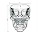 WMSTUDIO Creative Crystal Cup Skull Bottle of Wine Vodka Cocktail Cup Beer Mug Pirates of Glass Item, 1 Pc Transparent
