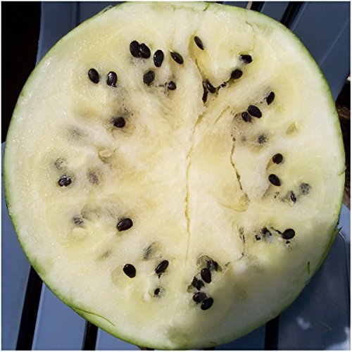 Package of 25 Seeds, Cream of Saskatchewan Watermelon (Citrullus lanatus) Non-GMO Seeds By Seed Needs