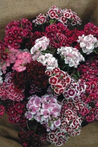SeeKay Sweet William Auricula Eyed Mix Approx 900 Seeds - Biennual