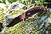 Buck Knives 710RDS VOLT Folding Knife with Removable Clip