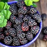 Faeries Finest Flavor Extract, Black Raspberry, 8.42 Ounce