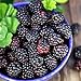 Faeries Finest Flavor Extract, Black Raspberry, 8 Ounce