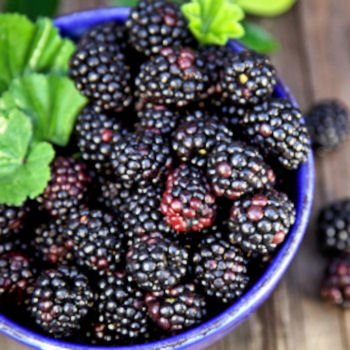 Faeries Finest Flavor Extract, Black Raspberry, 8 Ounce