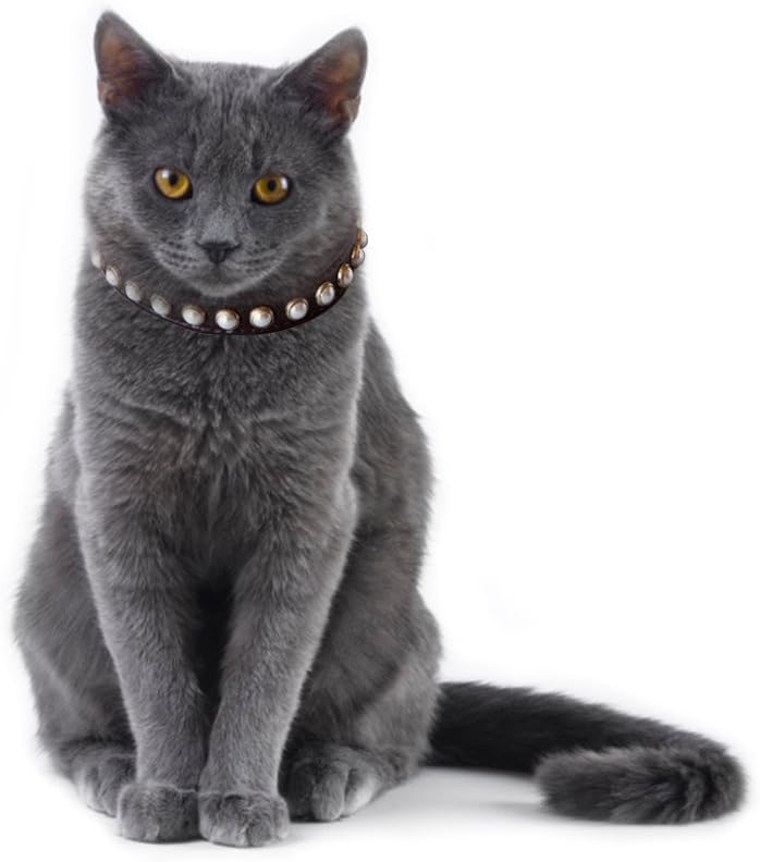 Pearl cat collar Clearance