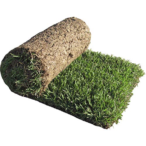 MABES WAREHOUSE Emerald Zoysia 1/8 lb Seeds Zoysia Emerald Grass