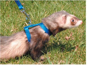 ferret leash