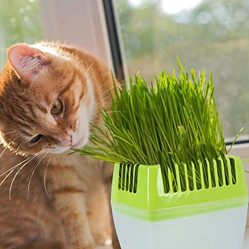 KORAM Seed Tray Kit, Seed Planting Tray for Cat Grass, Tray for Seedling Organic Pet Cat Grass Growing with Non-Slip Stickers, Natural Hairball Control Healthy Treat for Cats (Seed Not Included)