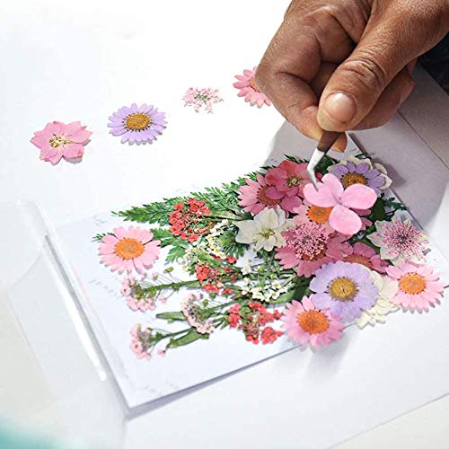 Yakuin 53 PCS Real Dried Pressed Flowers Leaves Petals Colorful Daisies for DIY Candle Resin Jewelry Nail Pendant Crafts Making Art Floral Decors