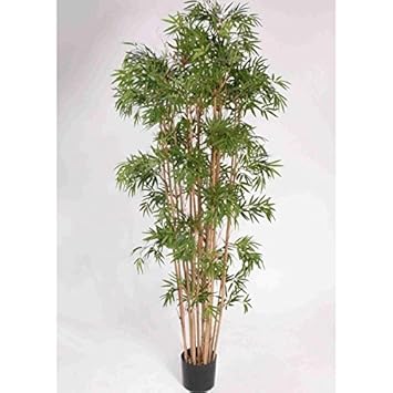 Kunstlicher Bambus áá Kunstlicher Bambus Wetterfest Test Vergleich Oder Top 25 Listen 2019 100 Aktuell