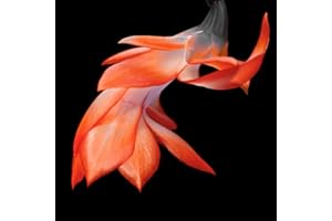 TriStar Plants - Thanksgiving Cactus - 4" inch Pot, Fasle Christmas Cactus, Easter Cactus, Holiday Plant, Winter Flowers, Christmas Plants, Winter Blooms (Orange)