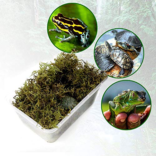 AUOKER Reptile Substrate, Preserved Natural Live Terrarium Moss, Organic Reptile Sphagnum Peat Moss,Mulch Reptile Bedding for Frogs Turtles Lizards Snakes Tortoises Amphibians - 100g