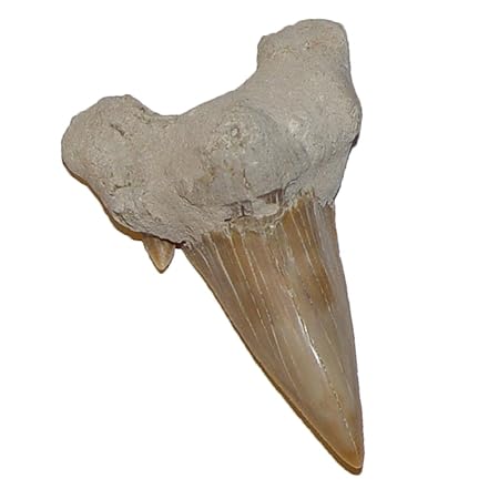 Haizahn versteinert Fossil großer Zahn vom Haifisch Otodus ca. 50-60 Millionen Jahre alt ca.40 mm (4672)