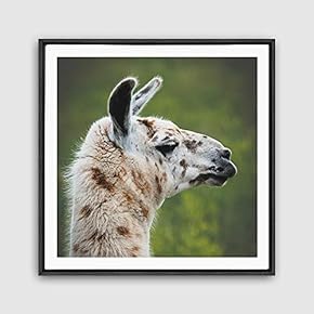 Framed Canvas Wall Art Alpaca Canvas Prints Home Artwork Decoration for Living Room,Bedroom - 16x16 inches
