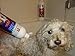Healthy Clean Pet Dog Shampoo Whitening - Helps to Whiten Coat - Ideal for Dogs and Cats with White or Light Coats - Best Whitening Dog Shampoo - Leave Your Pet Smelling Fresh & Clean 16 oz