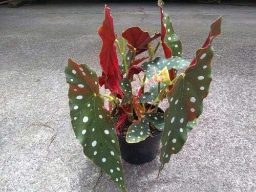 1 Live Plant Begonia MACULATA “Wightii” Polka Dot Rare Beautiful Plants. Angel Wing. Multi #TND19