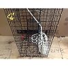 Maryland-Blue-crab-pot-trap-Chesapeake-Atlantic-blue-crab-PVC-coated-metal-Heavy-Duty