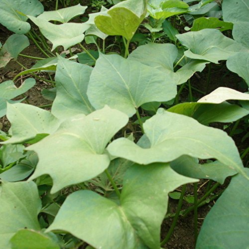buyanputra 10Pcs Sweet Potato Seeds, Vegetable Planting Starter Fresh Fruit Seed Home Plant