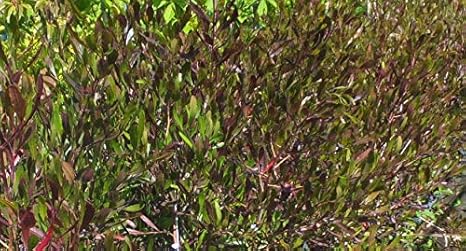 Amazon ドドナエア プルプレア ホップ ブッシュ 15 ポット 観葉植物 オンライン通販