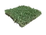 Zoysia Plug Slab