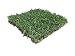 Zoysia Plug Slab